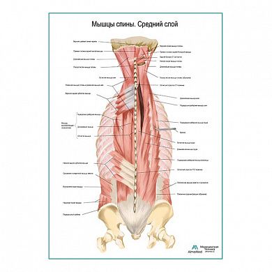 Мышцы спины, средний слой плакат глянцевый А1/А2