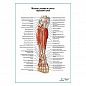 Мышцы голени и стопы глубокий слой, вид спереди плакат глянцевый А1+/А2+