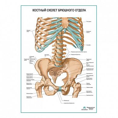 Костный скелет брюшного отдела плакат глянцевый А1/А2