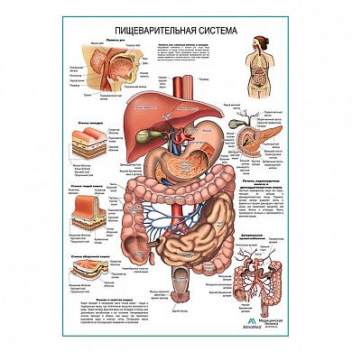Пищеварительная система, плакат глянцевый  А1/А2