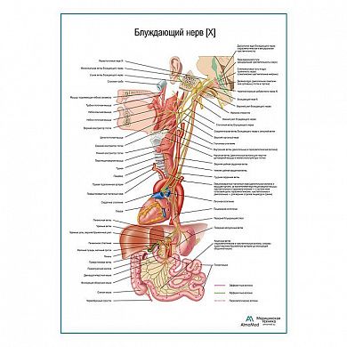 Блуждающий нерв (X). Схема плакат глянцевый А1+/А2+