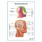 Нервы головы и шеи плакат глянцевый А1+/А2+