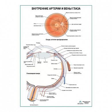 Внутренние артерии и вены глаза плакат глянцевый А1+/А2+
