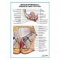 Женская промежность: поверхностные структуры плакат глянцевый А1+/А2+