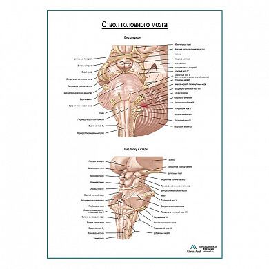 Ствол головного мозга плакат глянцевый А1+/А2+