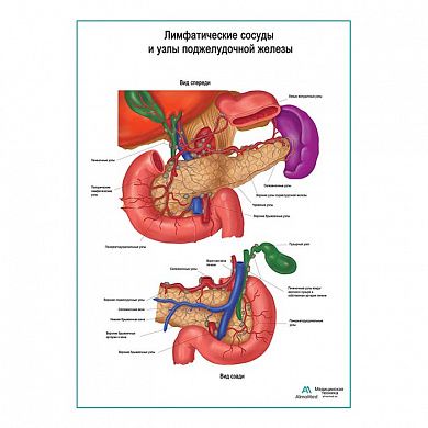 Лимфатические сосуды и узлы поджелудочной железы плакат глянцевый А1/А2