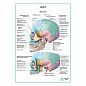 Череп. Вид сбоку плакат глянцевый А1/А2