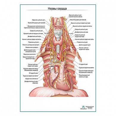 Нервы сердца плакат глянцевый А1+/А2+