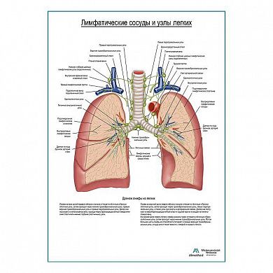 Лимфатические сосуды и узлы легких плакат глянцевый А1+/А2+