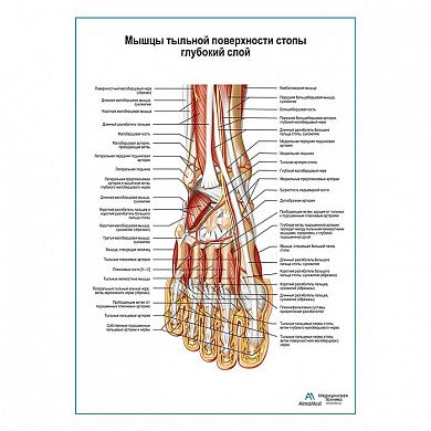 Мышцы тыльной поверхности стопы, глубокий слой плакат глянцевый А1+/А2+