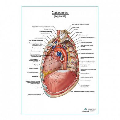 Средостение. Левый боковой вид плакат глянцевый А1+/А2+