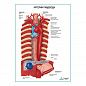 Артерии пищевода плакат глянцевый  А1/А2