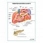 Поджелудочная железа на месте плакат глянцевый  А1+/А2+