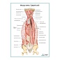 Мышцы спины, средний слой плакат глянцевый А1/А2