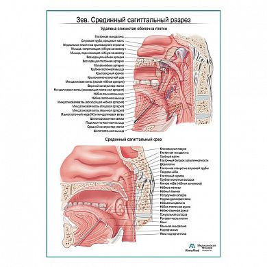 Зев. Срединный сагиттальный разрез плакат глянцевый А1+/А2+