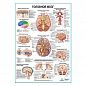 Головной мозг, плакат глянцевый А1+/А2+