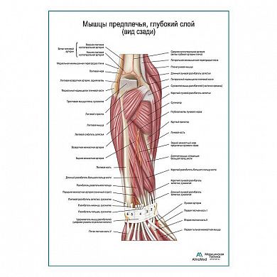 Мышцы предплечья, глубокий слой вид сзади плакат глянцевый А1+/А2+