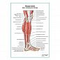 Мышцы голени и стопы, вид сбоку плакат глянцевый А1+/А2+