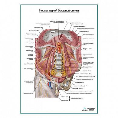 Нервы задней брюшной стенки плакат глянцевый А1+/А2+