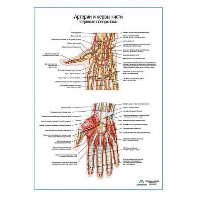 Артерии и нервы кисти, ладонная поверхность плакат глянцевый А1+/А2+