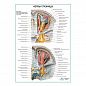 Нервы глазницы плакат глянцевый А1/А2