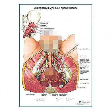 Нервы мужской промежности плакат глянцевый А1+/А2+