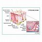 Строение кожи, плакат глянцевый  А1/А2