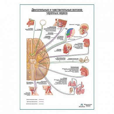 Черепные нервы (двигательные и чувствительные волокна). Схема плакат глянцевый А1+/А2+