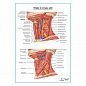 Нервы и сосуды шеи. Вид сбоку плакат глянцевый А1+/А2+