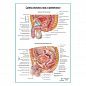 Органы мужского таза и промежности плакат глянцевый А1+/А2+