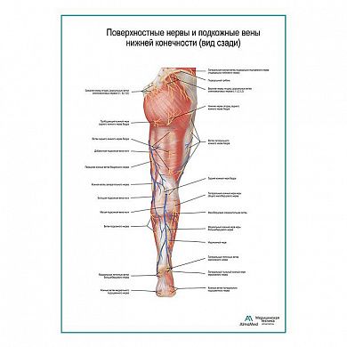 Поверхностные нервы и подкожные вены ноги: вид сзади плакат А1+/А2+