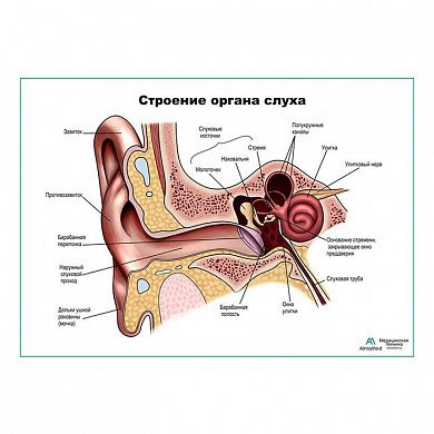 Строение органа слуха, ухо плакат глянцевый А1/А2