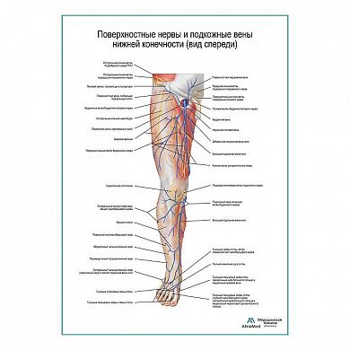 Поверхностные нервы и подкожные вены ноги: вид спереди плакат А1+/А2+