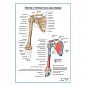 Плечевая кость и лопатка вид спереди плакат глянцевый А1+/А2+