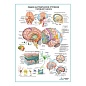 Строение головного мозга, плакат глянцевый А1/А2