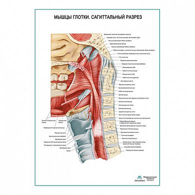 Мышцы глотки. Сагиттальный разрез плакат глянцевый А1/А2