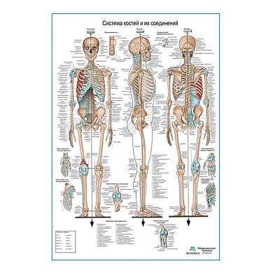 Система костей и их соединений (скелет человека), плакат глянцевый А1/А2