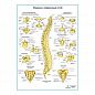 Позвонки и позвоночный столб, плакат глянцевый А1/А2