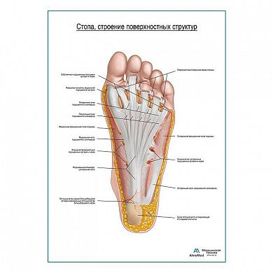 Стопа, строение поверхностного слоя плакат глянцевый А1+/А2+