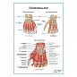Мышцы кисти плакат глянцевый А1+/А2+