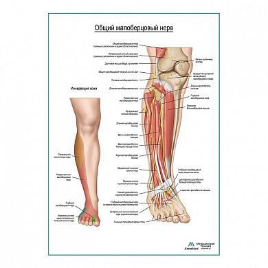 Общий малоберцовый нерв плакат глянцевый А1+/А2+