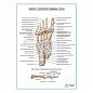Связки и сухожилия подошвы стопы плакат глянцевый А1+/А2+
