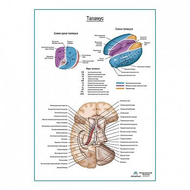 Таламус плакат глянцевый А1+/А2+