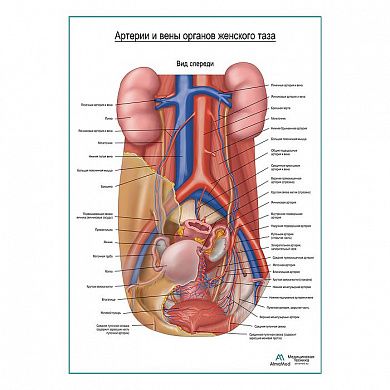 Артерии и вены тазовых органов женщины (вид спереди) плакат глянцевый А1+/А2+