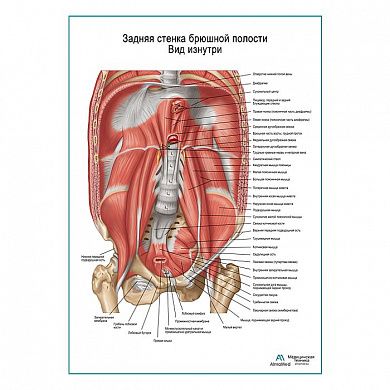 Задняя брюшная стенка. Вид изнутри плакат глянцевый А1+/А2+