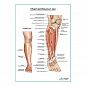 Общий малоберцовый нерв плакат глянцевый А1+/А2+