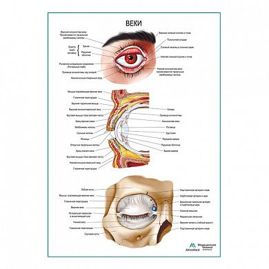 Веки плакат глянцевый А1/А2