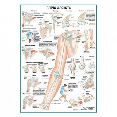 Плечо и локоть, плакат глянцевый А1+/А2+