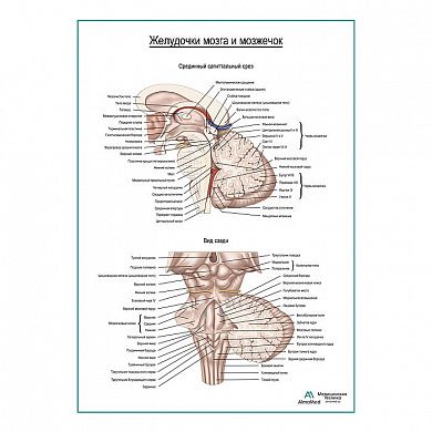 Желудочки мозга и мозжечок плакат глянцевый А1+/А2+