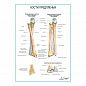 Кости предплечья плакат глянцевый А1/А2